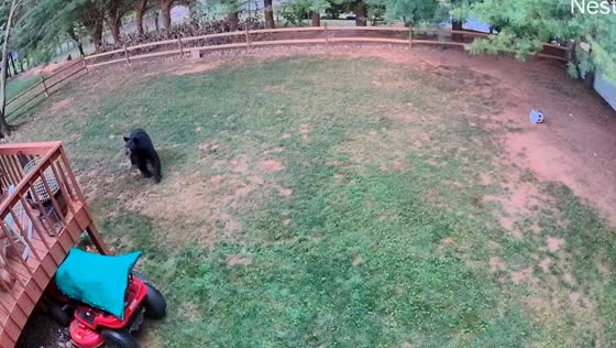 Near bear attack: mother bear with four cubs in Asheville backyard