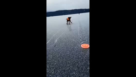 Dog hilariously slides across frozen lake while chasing Frisbee in Whitefish, Montana, USA