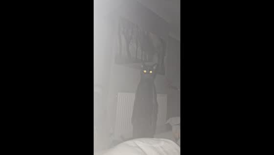 Cat caught in a ghostly stare: video shows spooky encounter in Loughborough