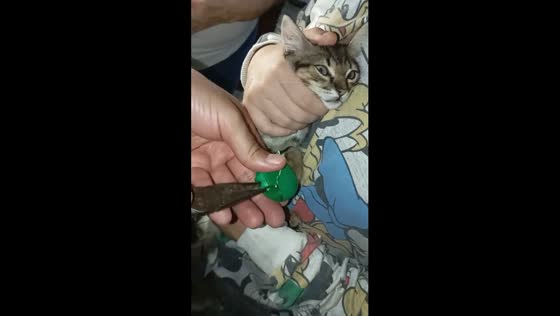 Bogota family scrambles to free cat's paw from pencil sharpener  