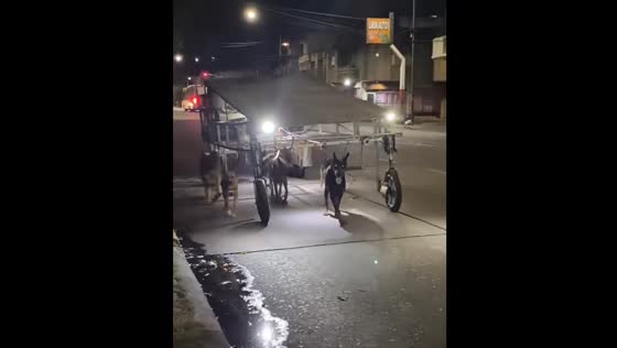 Dogs pulling a strange-looking vehicle in Buenos Aires, Argentina
