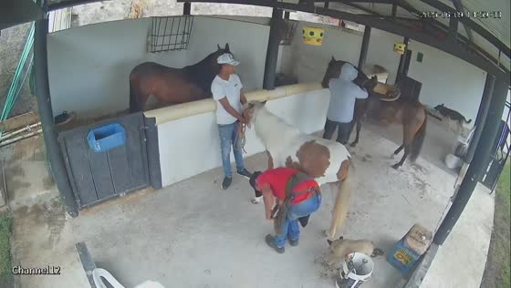 Horsekeeper kicked by pony while assisting in Popayán, Colombia