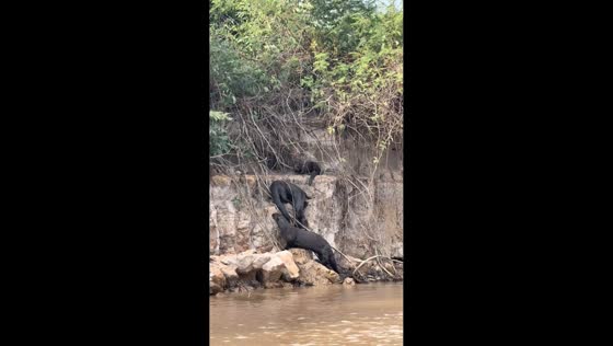 Giant otter family relocates to a new den in Pantanal, Porto Jofre, Brazil