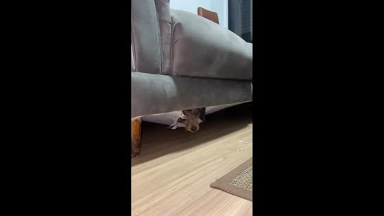 Dog hides inside sofa hole, leaving owners surprised in Toledo, Brazil