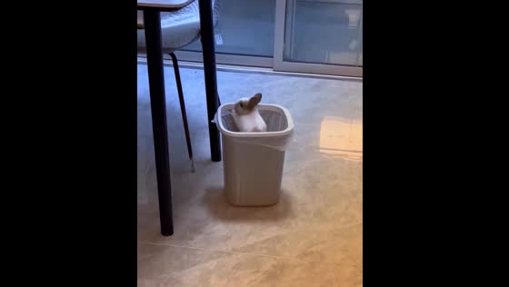 Pet rabbit jumps into bin in Hebei, China