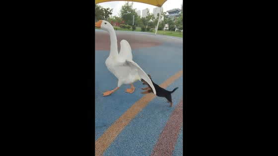 Playful puppy hilariously chases goose in Jiangsu, China