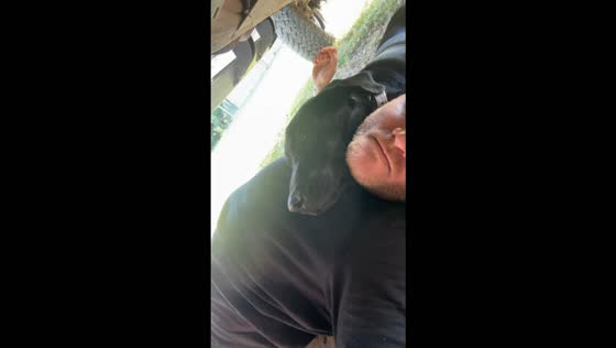 Labrador cuddles up to owner while he changes the oil at home in Texas, USA