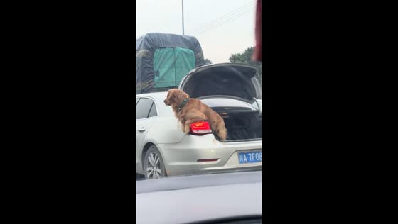 Dog spotted in car trunk during drive in Sichuan, China
