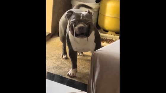 Dog's face gets distorted in funny way after biting roll