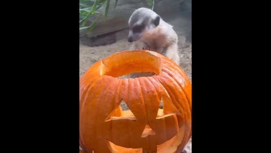 San Francisco Zoo meerkats play among Halloween decorations