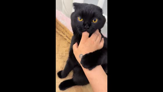 Gentle Scottish Fold cat playfully nibbles owner’s finger in Liaoning, China
