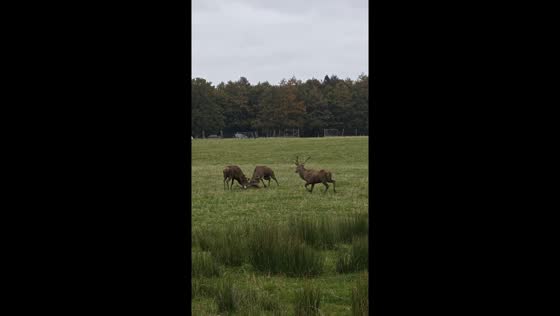 Stags face off in a powerful display at Gosford Forest Park in Markethill, Ireland