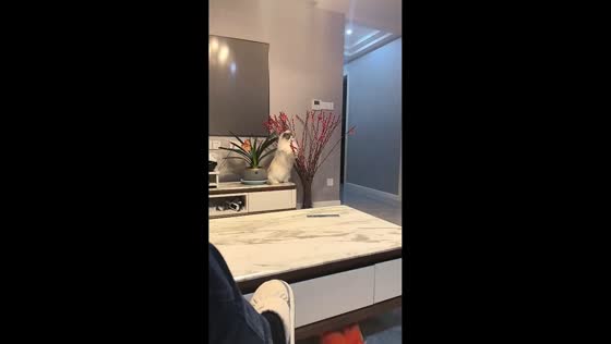 Ragdoll cat knocks over vase in playful living room moment in Jiangsu, China