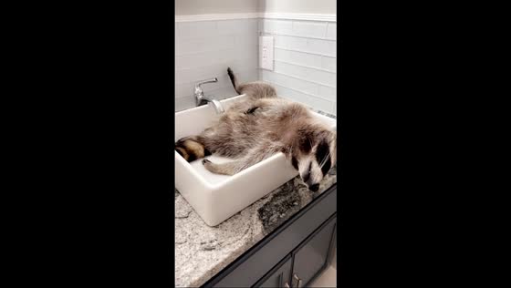 Raccoon's cozy sink takeover in Mount Vernon, Arkansas, USA