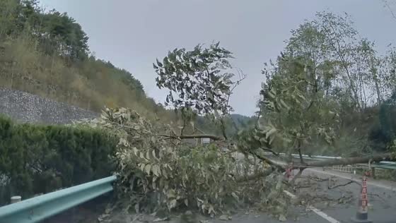 Driver narrowly avoids fallen tree on Guizhou highway in China