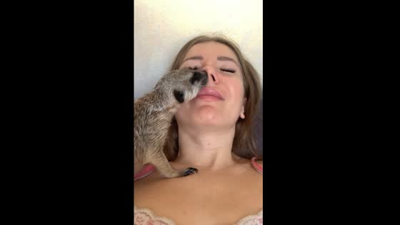 Curious meerkat named Lulu shares playful sniffs with owner