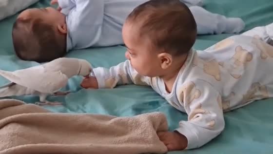 Pet parrot kisses child’s hand during tummy time in Bisceglie, Italy