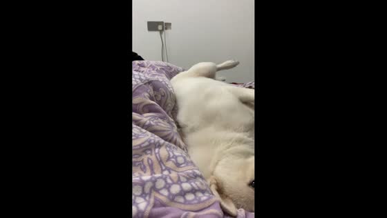 Dog play mishap as big dog lies on a smaller one in Sichuan, China