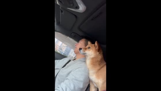 Puppy naps on owner’s shoulder during drive in Hubei, China