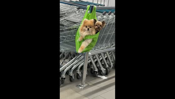 Shopper finds unique way to keep dogs nearby in Minsk, Belarus