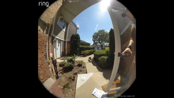 Delivery man startled by raccoon during drop-off in Arlington Heights, Illinois