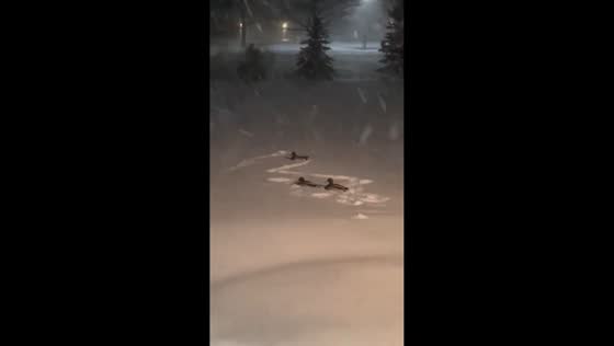 Ducks rest in snow during winter storm in Webster, New York, USA