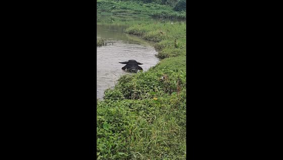Bull emerges from river and stares menacingly in Henan, China
