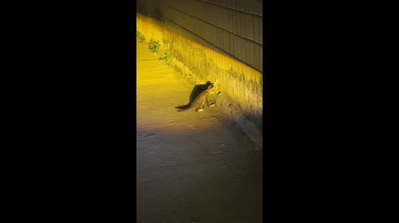 Curious kitten distracted by car horn while exploring in Fujian, China