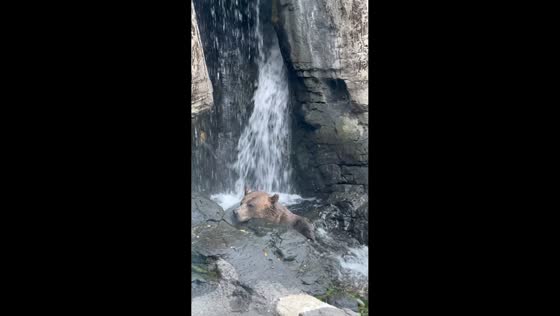 Bear relaxes under waterfall in New York, USA