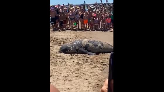 Sea lion strolls ashore in Mar del Plata, Argentina