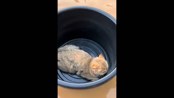 Cat rescued in flood waters in Chiang Mai, Thailand