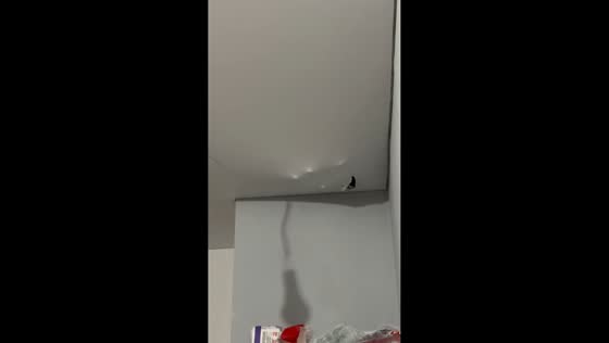 Cat walks above ceiling panels while another watches in Samara, Russia