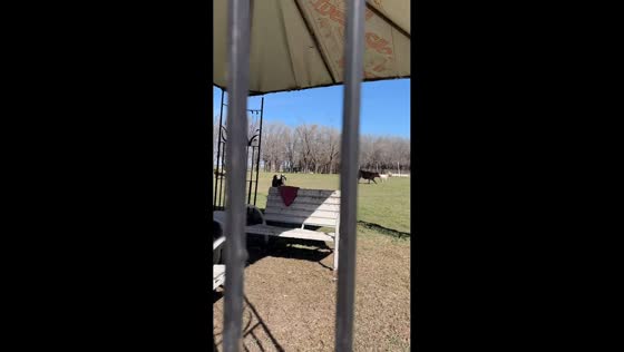 Farm animals hilariously run and play together in Argentina