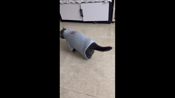 Cat struggles to chase toy in Guangdong, China