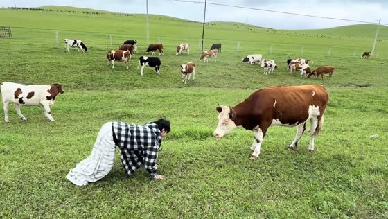 Curious cow hilariously mimics woman's head movements in Hulunbuir, China