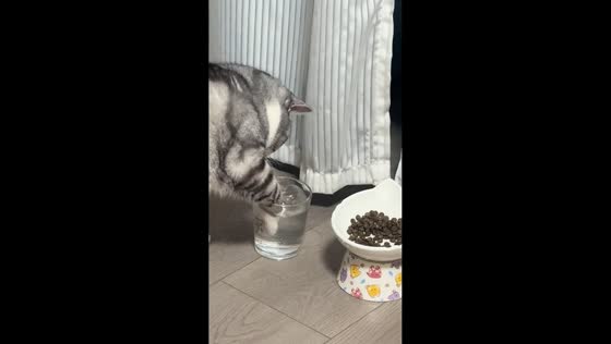 Cat dips paw before sipping water in Beijing, China