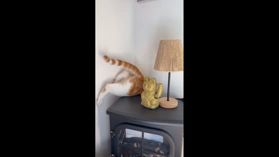 Playful cat Dewey gets stuck behind furniture in Le Barroux, France