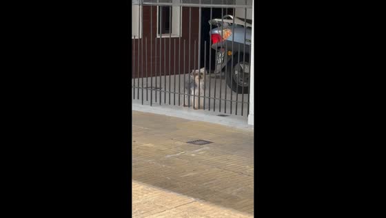 Smart dog calls for someone in Santa Fe, Argentina