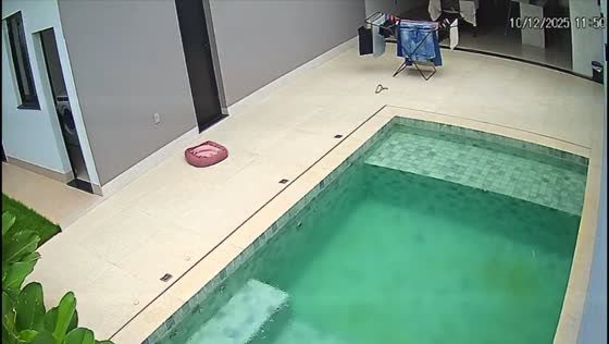 Dog helps save laundry during rain in Catalão, Brazil
