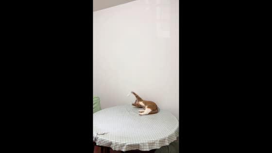 Cat playfully joins a ping-pong game in Anhui, China