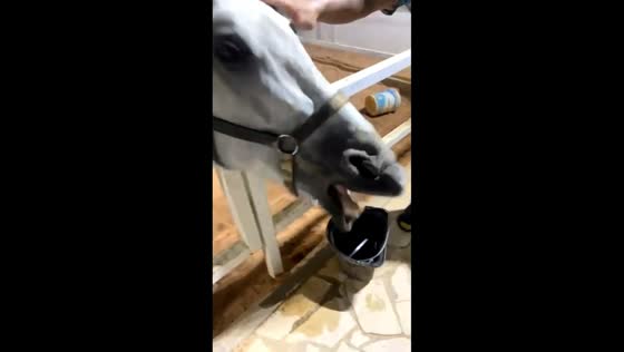 Angry horse tries to bite man near fence in Riyadh, Saudi Arabia