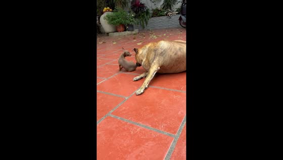 Playful moment turns clumsy as dog accidentally drops puppy in Hanoi, Vietnam