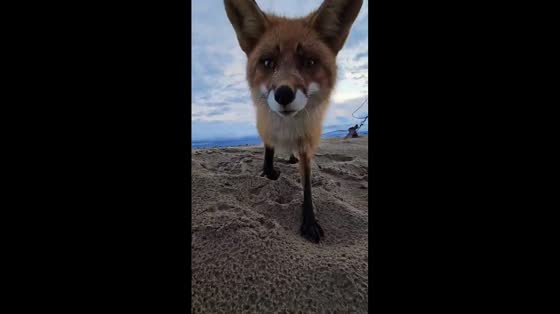 Fox steals phone and films getaway in Kamchatka Peninsula, Russia
