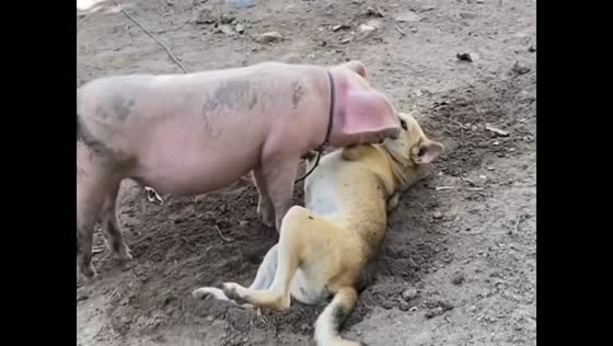 Pig lies beside dog during playful moment on Samal Island, Davao del Norte, Philippines