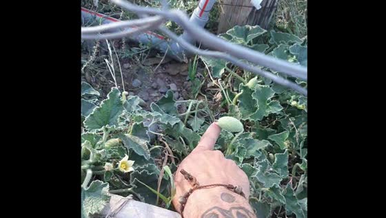 Fruit explodes off plant on contact in Chile