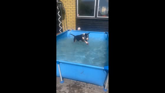 Bull Terrier splashes in pool in Vellinge, Sweden