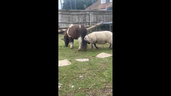 Sheep vs. miniature horse showdown