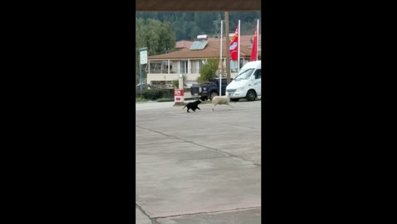 Dog chases sheep at gasoline station in Thermos, Greece
