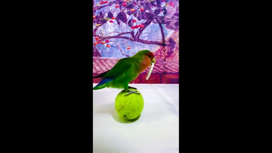 Clever lovebird shows off playful sports routine in Shandong, China