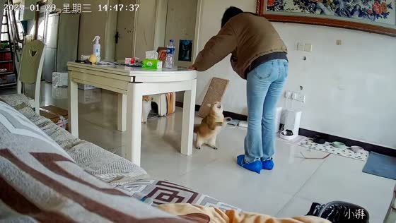 Cat defends sibling after owner accidentally steps on it in Jiangxi, China
